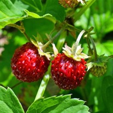 5 X Wild Strawberry Plug