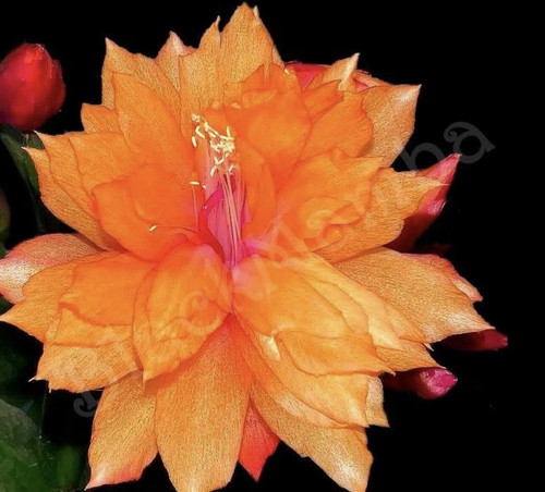 Rare schlumbergera double - rare,