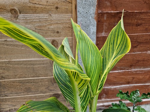 Canna lily - canna,