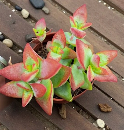 Crassula perforata - crassula,