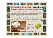Brooke Bond Advert. 'Adobe Photo Shop' reproduction of: 'British Birds'.