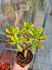 Crassula ovata jade succulent - crassula,