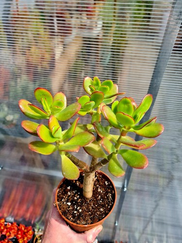 Crassula ovata jade - crassula, succulent