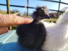 Silkie Eggs (Not For Eating)