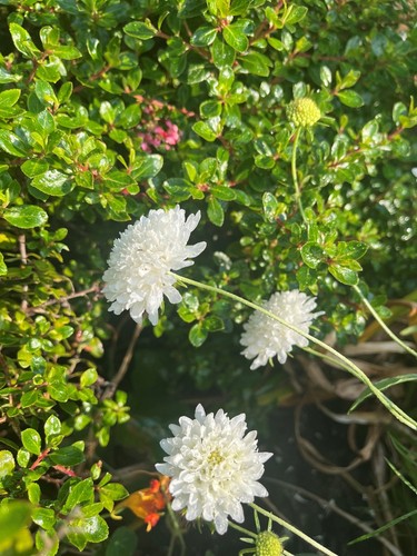 Scabious kudos white - kudos,