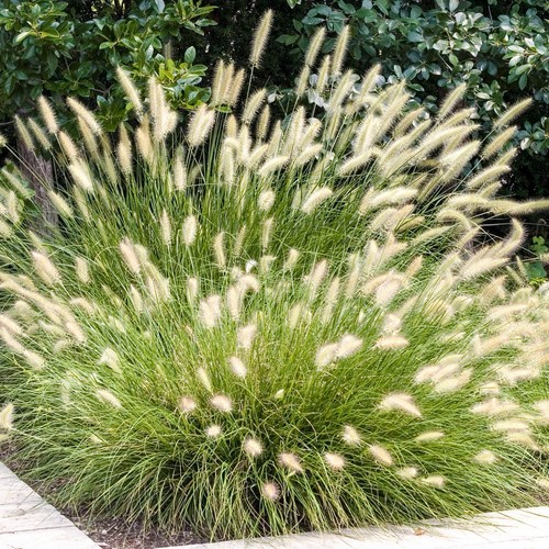 Pennisetum hameln chinese - pennisetum,