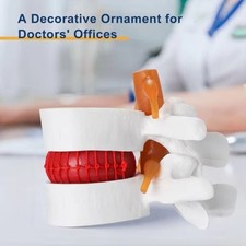 Lumbar Model Human Anatomy