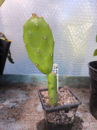 Opuntia humifusa rooted