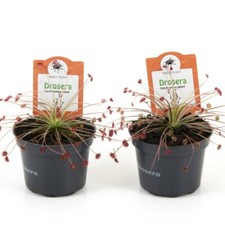 T&M Drosera Paradoxa