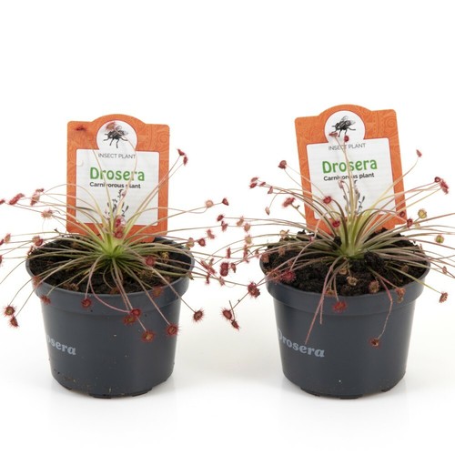 Drosera paradoxa - t&m,