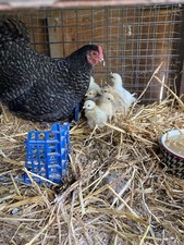 12 x FERTILE CHICKEN