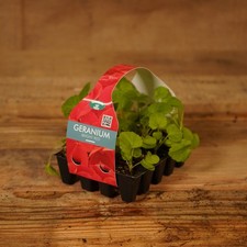 Plug Plants Geranium Bright