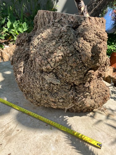 Maple burr 25kg - 25kg+, maple,
