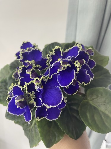 African violets two freshly - violets,