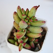 Crassula Nudicaulis var Herrei