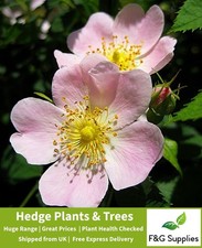 Dog Rose Rosa native bare root