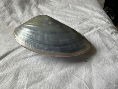 Polished mother pearl nacre - mother, of