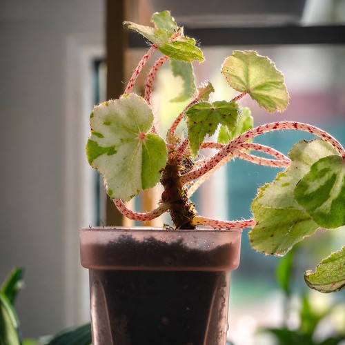 Super rare begonia - rare,