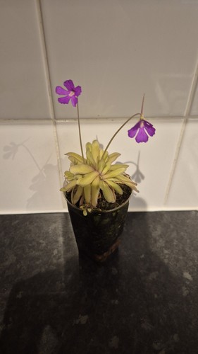 Mexican butterwort pinguicula - mexican,