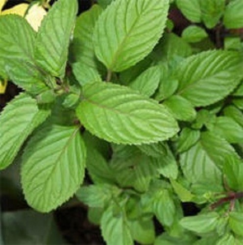 Lime mint mentha piperita - mint, x