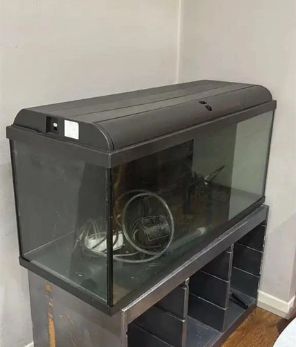 Large aquarium fish - large,