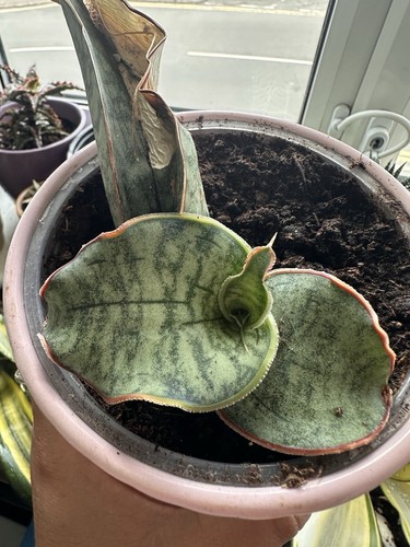 Sansevieria kirkii silver - sansevieria, 'silver