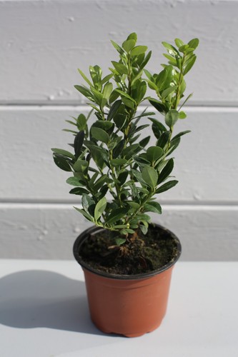 Ilex crenata 10cm - ilex,