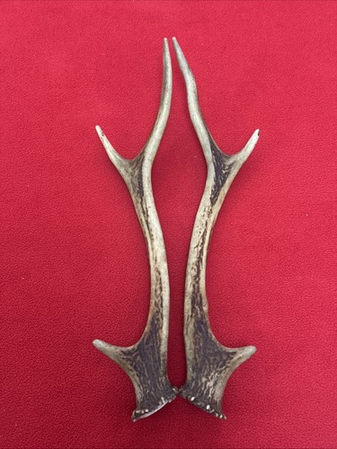 Pair sika deer antlers - pair, of
