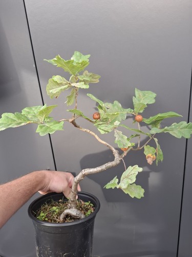 Oak bonsai tree - bonsai,