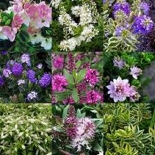 5X WINTER HARDY SHRUBS HEALTHY