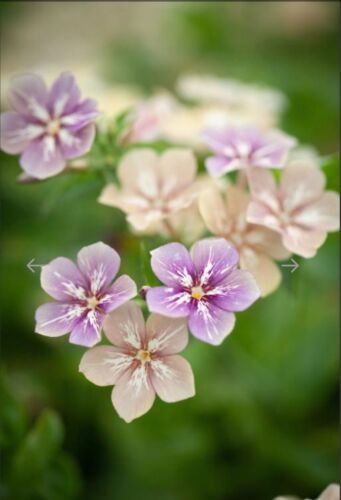 Phlox drummondii grandiflora - drummondii,