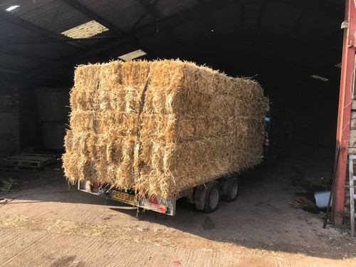Straw bales small - ,
