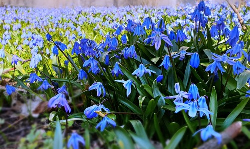 20x scilla siberica - 20x, spring