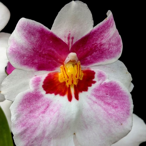 Miltonia pansy orchid white - 'pansy,