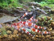 Fruitful Shrimp Food Bonsai Shrimp Crystal Red Cherry Blue Bolt Green Jade White