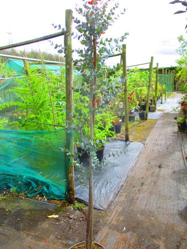 6ft inc pot - 6ft, dwarf