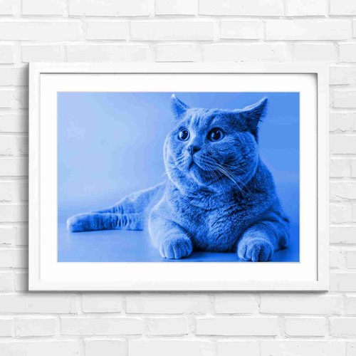 Grey british shorthair cat - grey,