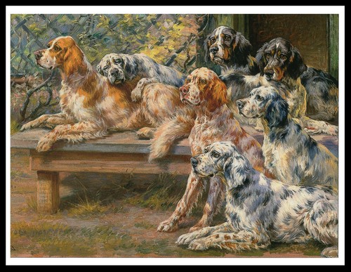 English setter group dogs - setter,