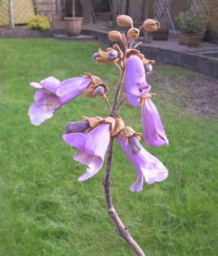 Photo 6x4 spring blossom - blossom, (1)