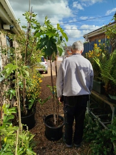 Fig tree large brown turkey - tree,