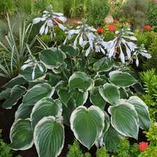 Hosta Sugar & Spice Plant in