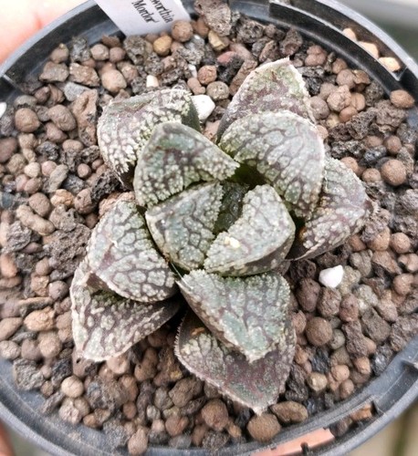 Haworthia mordor stunning - haworthia,