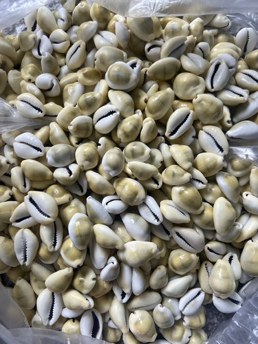 Green money cowries shells - cowries,