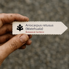 Ariocarpus retusus (Matehuala)