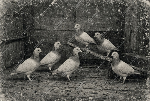 Portrait racing pigeon - portrait,