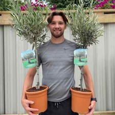 Large Olive Tree Plants x 2