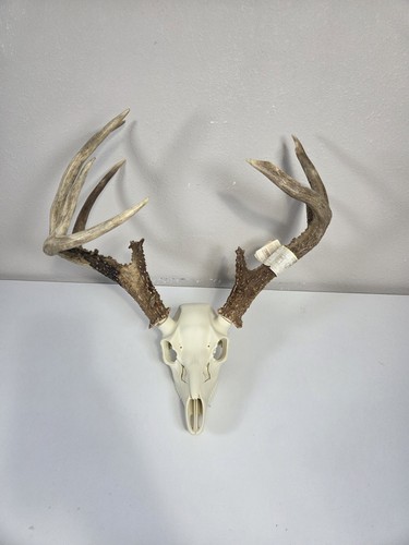 Buck deer european skull mount - deer,