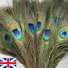 10x PEACOCK TAIL FEATHERS