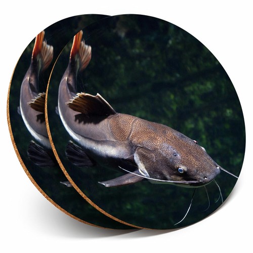 Coasters redtail catfish - -,