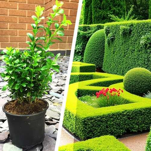 Hardy boxwood common box - hardy,